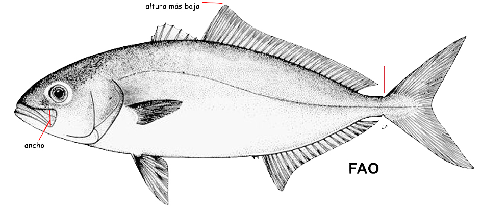 Seriola dumerelli_001.jpg